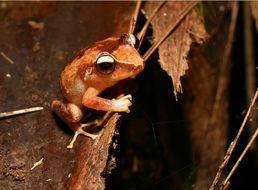 Imagem de Eleutherodactylus portoricensis Schmidt 1927