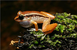 Image of Bronze coqui