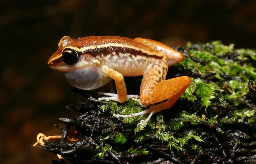 Image of Bronze coqui