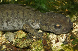 Image of Semirechensk Salamander