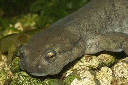 Image of Semirechensk Salamander