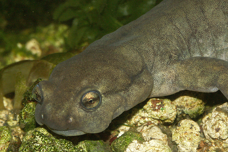 Image of Semirechensk Salamander