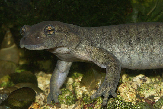 Image of Semirechensk Salamander