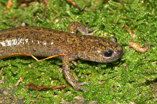 Image of Tsushima Salamander