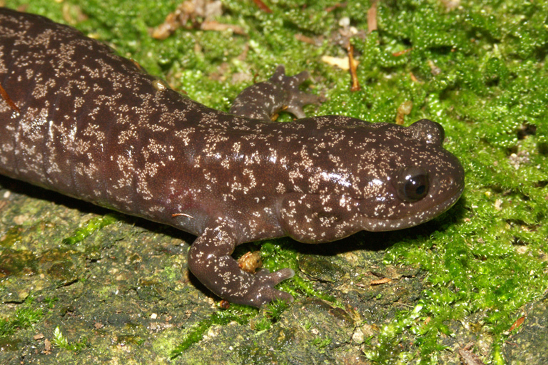 Image of Sagami salamander