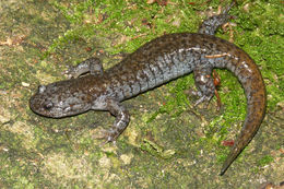 Image of Sagami salamander