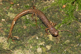 Image of Four-toed Salamander