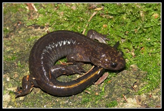 Image of Tsushima Salamander