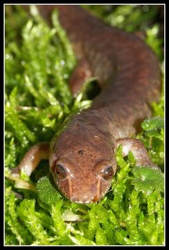 Image of Spring Salamander