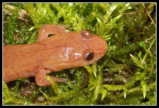 Image of Spring Salamander