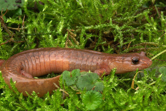 Image of Spring Salamander