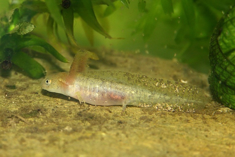 Image of Crocodile Newt