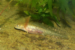 Image of Crocodile Newt