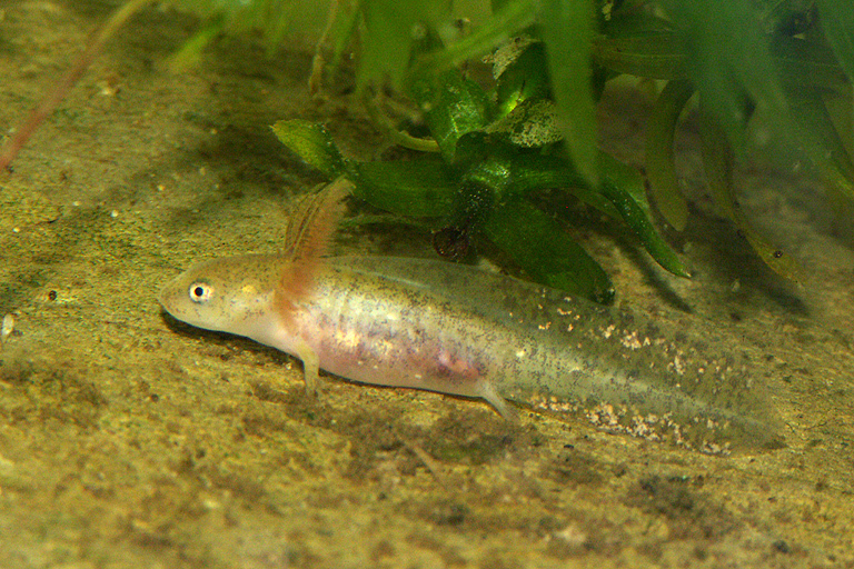 Image of Crocodile Newt