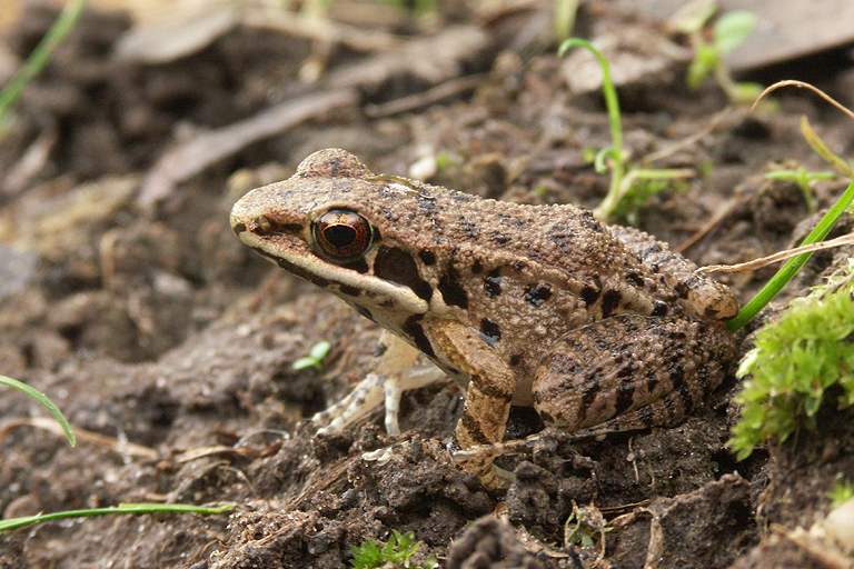 Слика од Sylvirana maosonensis (Bourret 1937)