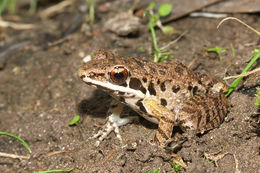 Слика од Sylvirana maosonensis (Bourret 1937)