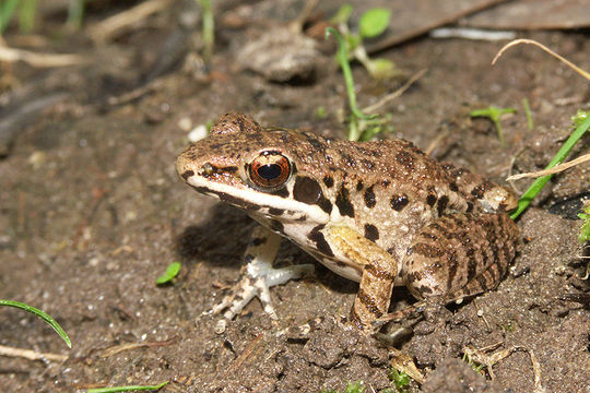 Image de Sylvirana maosonensis (Bourret 1937)