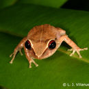 Image of Antilles Robber Frog