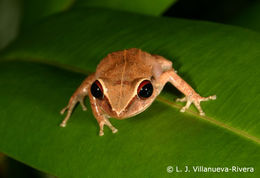 Image of Antilles Robber Frog