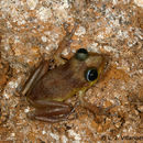 Image of Cook’s robber frog