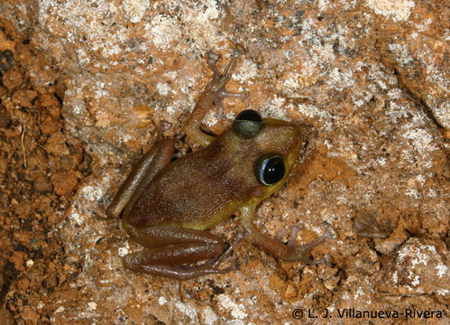 Image of Cook’s robber frog