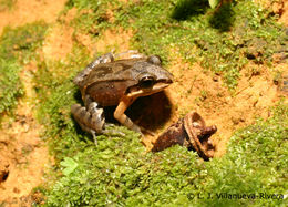 Image of Caribbean white-lipped frog