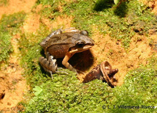 Plancia ëd Leptodactylus albilabris (Günther 1859)