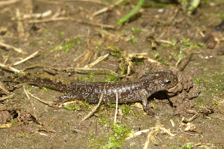 Image of Clouded Salamander