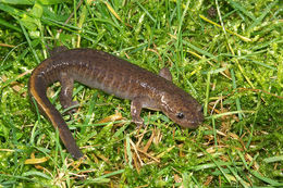 Image of Tsushima Salamander