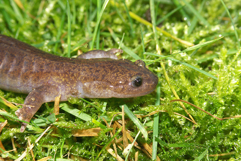 Hynobius tsuensis Abé 1922的圖片