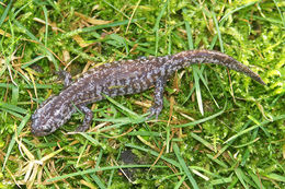 Image of Tohoku Salamander