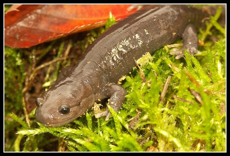 Image of Hynobius yiwuensis Cai 1985