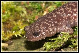 Image of Sagami salamander