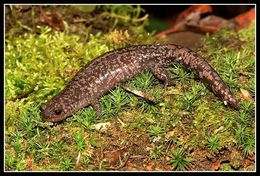 Image of Sagami salamander