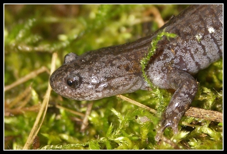 Image of Sagami salamander