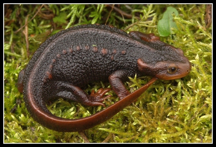Animal Adult Himalayan Newt Crocodile Newt Himalayan Salamander Or Red  Knobby Newt Stock Photo - Download Image Now - iStock