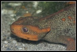 Image of Crocodile Newt