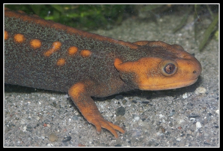 Image of Crocodile Newt