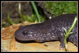 Image of Hynobius yiwuensis Cai 1985