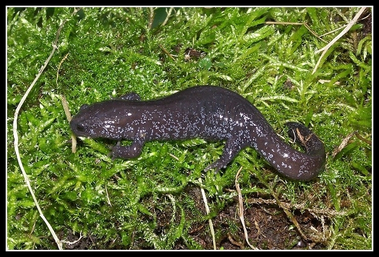 Image of Hynobius yiwuensis Cai 1985