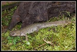 Image of Semirechensk Salamander