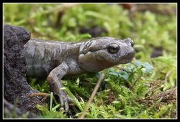 Image of Semirechensk Salamander