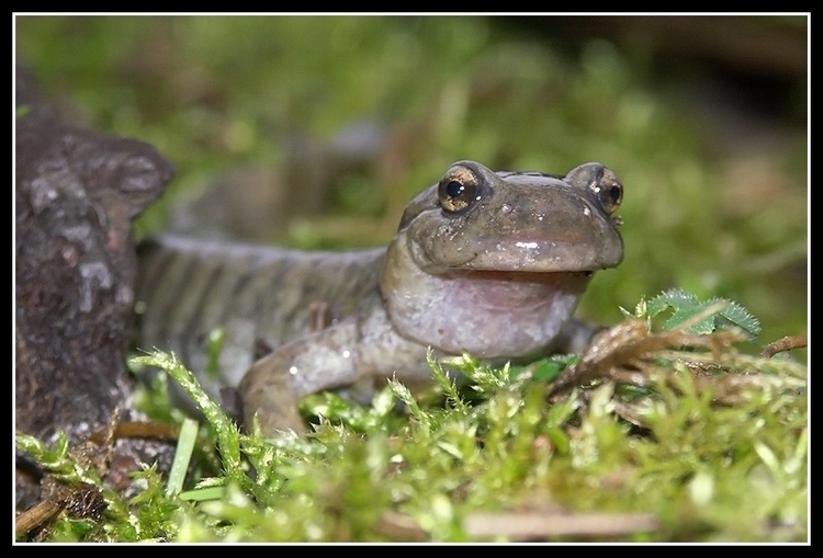 Image of Semirechensk Salamander
