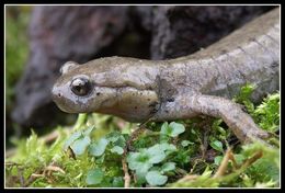 Image of Semirechensk Salamander