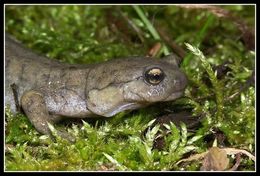 Image of Semirechensk Salamander