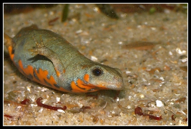 Image of Chuxiong Fire-Bellied Newt