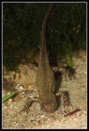 Image of Japanese Fire-bellied Newt