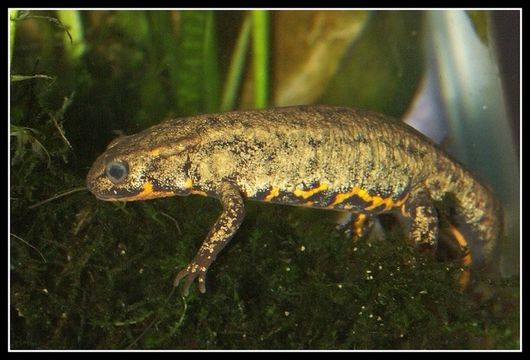 Image of Japanese Fire-bellied Newt