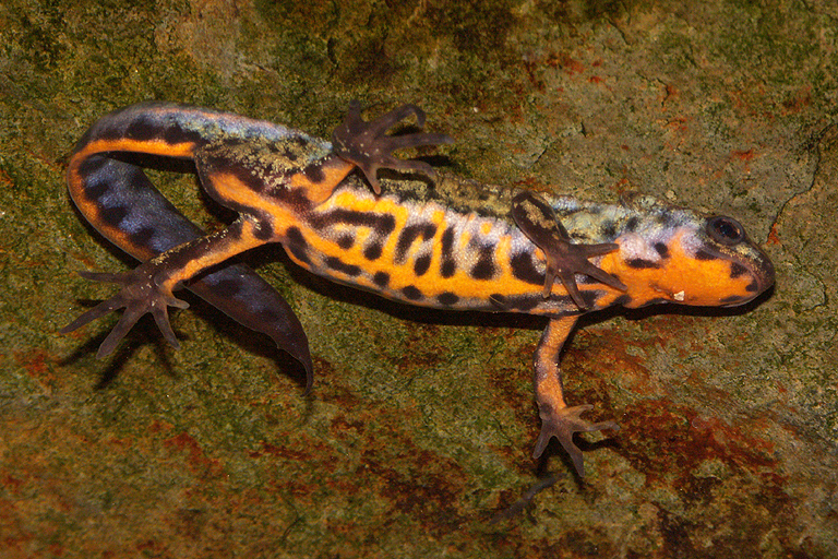 Image of Japanese Fire-bellied Newt