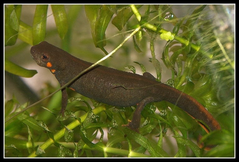 Image of Chuxiong Fire-Bellied Newt